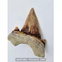 Tooth of the shark Otodus Obliquus 5.5cm to sell