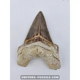 Tooth of the shark Otodus Obliquus 6cm