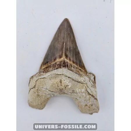 Dent de requin Otodus Obliquus 6cm à vendre