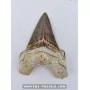 Dent de requin Otodus Obliquus 6cm à vendre