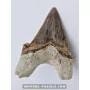 Dent de requin Otodus Obliquus 6cm à vendre