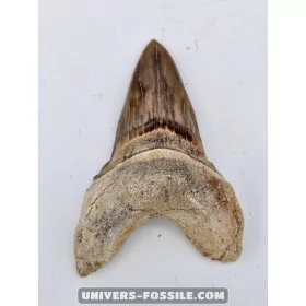 Tooth of the shark Otodus Obliquus 6cm