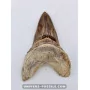 Dent de requin Otodus Obliquus 6cm à vendre