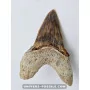 Dent de requin Otodus Obliquus 6cm à vendre