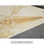 Libanopristis hiram (Sawfish) to sell