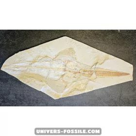 Libanopristis hiram (Sawfish)