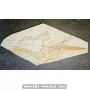 Libanopristis hiram (Sawfish) to sell