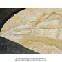 Libanopristis hiram (Sawfish) to sell