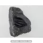 Diademapreotus antatlasius to sell