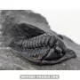 Diademapreotus antatlasius to sell