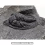 Diademapreotus antatlasius to sell
