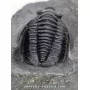 Diademapreotus antatlasius to sell