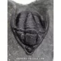 Diademapreotus antatlasius to sell