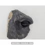Diademapreotus antatlasius à vendre