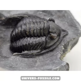 Diademapreotus antatlasius