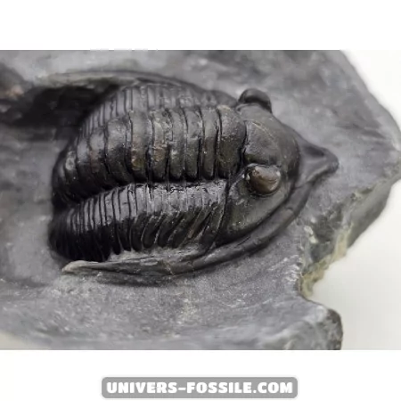 Diademapreotus antatlasius à vendre