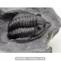 Diademapreotus antatlasius à vendre