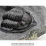 Diademapreotus antatlasius à vendre