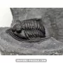 Diademapreotus antatlasius à vendre