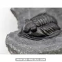 Diademapreotus antatlasius à vendre