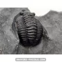 Diademapreotus antatlasius à vendre