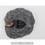 Diademapreotus antatlasius à vendre