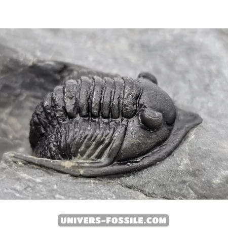 Diademapreotus antatlasius à vendre