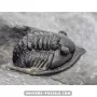 Diademapreotus antatlasius à vendre