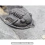 Diademapreotus antatlasius à vendre