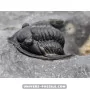 Diademapreotus antatlasius à vendre