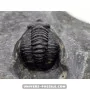 Diademapreotus antatlasius à vendre