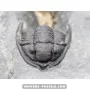 Diademapreotus antatlasius à vendre