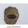 Struveaspis Alberti (rare) to sell