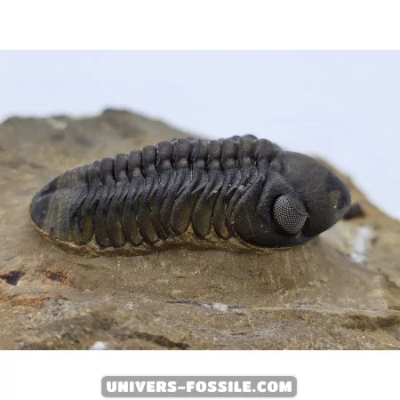 Struveaspis Alberti (rare) to sell