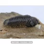 Struveaspis Alberti (rare) to sell