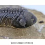 Struveaspis Alberti (rare) to sell