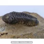 Struveaspis Alberti (rare) to sell