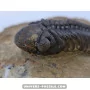 Struveaspis Alberti (rare) to sell