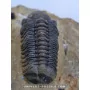 Struveaspis Alberti (rare) to sell
