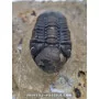 Struveaspis Alberti (rare) to sell