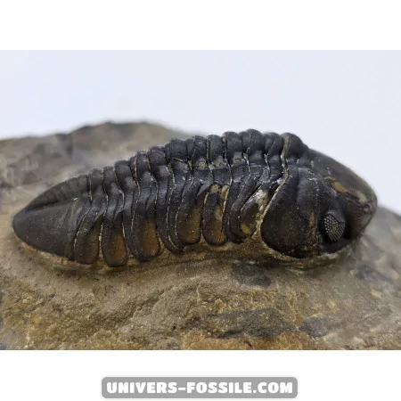 Struveaspis bignoni to sell