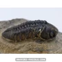 Struveaspis bignoni to sell