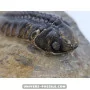 Struveaspis bignoni to sell