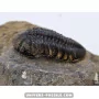Struveaspis bignoni to sell