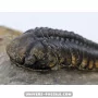 Struveaspis bignoni to sell
