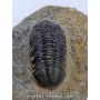 Struveaspis bignoni to sell