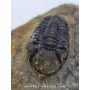 Struveaspis bignoni to sell