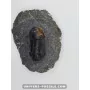 Paralejurus spatuliformis to sell