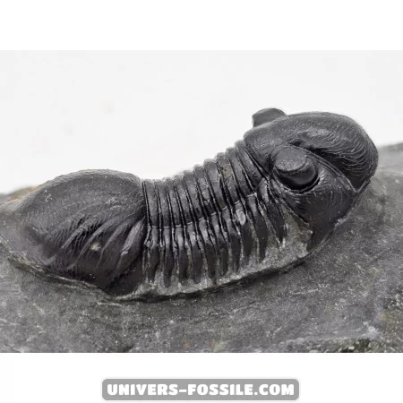 Paralejurus spatuliformis à vendre