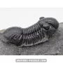 Paralejurus spatuliformis à vendre